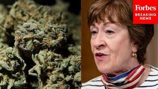 Susan Collins Sounds Alarm On Widespread Use Of Extremely Potent Cannabis By Young People