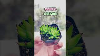 Succulents Box June 2024 Unboxing #subscriptionbox #subscription #unboxingvideo #succulents