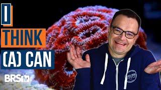 MORE Coral Choices for Reef Tank Beginners EP 43b