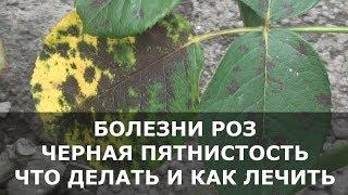 Болезни Роз на Листьях Появились Пятна – что Делать и чем Лечить Розы.