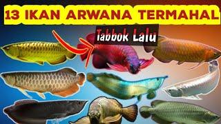 13 JENIS IKAN ARWANA Dan Harganya Tahun 2024.