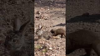 Mongooses tear a baby hare apart 