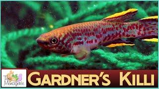 All About Gardners Killifish Blue Lyre-tail Killifish  A Steel-blue Beauty