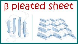 Beta pleated sheet  Secondary structure of protein