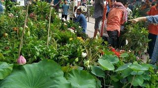 আজ Big Big Adenium Lotus আর ফল গাছ দেখে আপনি প্রেমে  পড়ে যাবেন Galiff Street Plant Market Kolkata