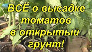 Высадка томатов в открытый грунт - все тонкости от схемы посадки до заправки лунки.