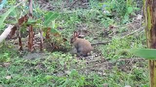 Cute Rabit Spotted