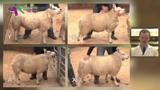 Stockjudging Sheep Reasons