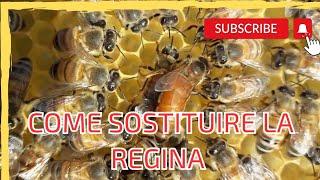 Apicoltura Come cambiare la Regina