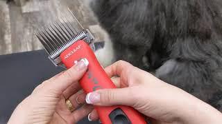 Aesculap Durati cordless Clipper and AGS guard combs on a doodle