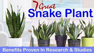 7 Great Snake Plant Benefits Proven In Research & Studies