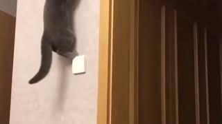 Smart cats compilation video 