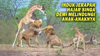 Anaknya Dimangsa Singa Induk Jerapah Balas dengan Tendangan M4ut Jerapah Vs Singa Vs Zebra