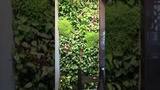 Стены из живых растений Вертикальное озеленение интерьеров