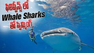 Swimming with Whale Sharks in Philippines  Philippines Trip in Telugu  Telugu Traveller Ramu