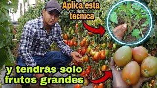 Obten solo tomates grandes aplicando esta técnicadeshije y poda en tomate.