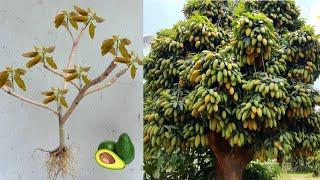 Amazing Growing Mango Tree And Avocado Fruit Create 1 tree  with 2 fruit 100% success