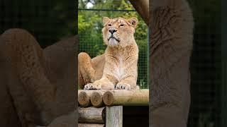  Happy birthday to our Gorgeous Asiatic lioness Sonkia Send your birthday wishes in the comments