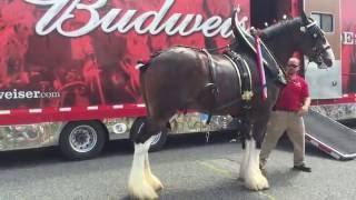 Loading up the Clydesdales