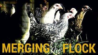 How We Introduce Chickens  The Late Night Flock Merger