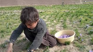 Saffron Farming - One Day in Afghanistan