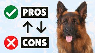 German Shepherd PROS And CONS  The GOOD And The BAD