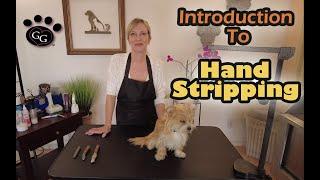 Hand Stripping Basics - Ginas Grooming