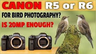 Canon R5 vs R6 Review for Bird Photography - Do You Need 45mp? Lets Find Out