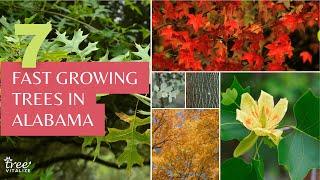 7 Fast Growing Trees for Alabama Gardeners