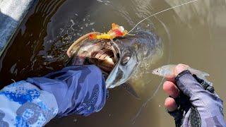 Shrimp Lures and Shiners for SPRING River Tarpon and Snook
