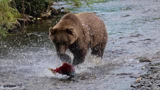 Swimming Upstream Alaskan Salmon Migration