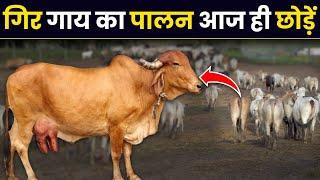 गिर गाय भूलकर भी न ले जानिए असली सच  Gir Cow Breed Issues  Shree Kunj
