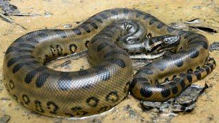 Anakonda - Die Größte Schlange Der Welt  Dokumentation