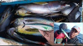 IKAN BABY TUNA PALING SUKA UMPAN INI‼ umpan amis mancing tuna dan cakalang