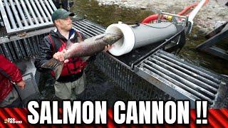 The Innovative SALMON CANNON got a new Update 