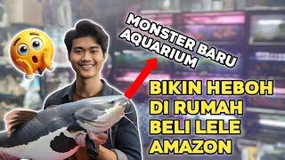 BELI IKAN RTC CATFISH DI SHOPEE MURAH