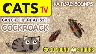 GAME FOR CATS - Realistic cockroach bug CATS TV 3 HOURS