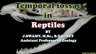 TEMPORAL FOSSAE IN REPTILES