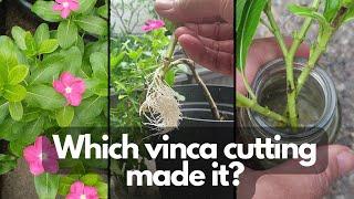 VINCA CUTTINGS PROPAGATION  Which one worked better?