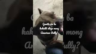 Ganito ba kakulit alaga mong AMERICAN BULLY?