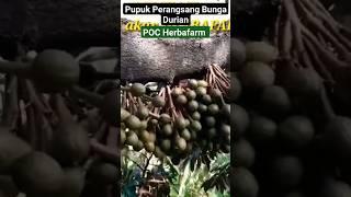 PERANGSANG BUNGA DURIAN THE BEST HERBAFARM #durian#pupukdurian #perangsangbungadurian