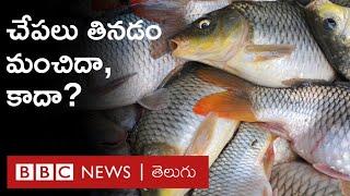 Fish ఆరోగ్యానికి ఏ చేపలు మేలు- సముద్రపు చేపలా చెరువుల్లో పెంచిన చేపలా?  BBC Telugu