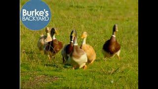 Saxony Duck Road Test Burkes Backyard