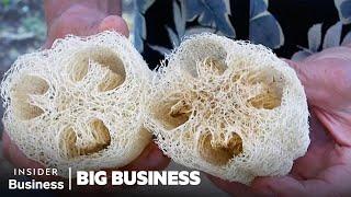 How 200000 Luffas Become Kitchen Sponges  Big Business  Insider Business