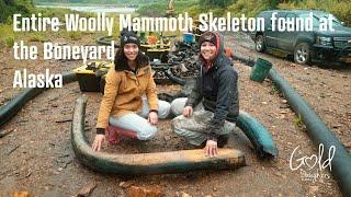ENTIRE WOOLLY MAMMOTH exposed by flood at the Boneyard Alaska