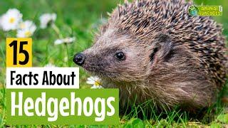 15 Facts About Hedgehogs - Learn All About Hedgehogs - Animals for Kids - Educational Video
