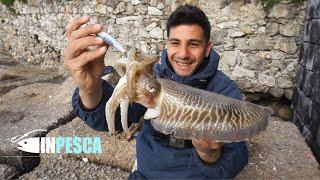 EGING fishing on rocky bottoms  Cuttlefish catches with Catch & Release