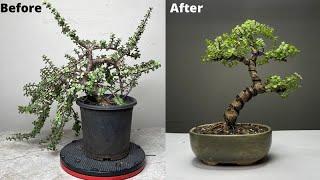 Creating Bonsai from Dwarf Jade Plant  Repotting  Pruning  Wiring  Portulacaria Afra