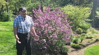 How To Prune Lilacs  To Keep Them Healthy Vigorous Free Flowering & Well Formed   ️