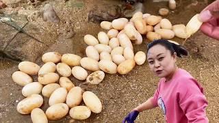 ENG SUB Xiao Zhang rushed to the sea and found many pearl eggs. Blood clams were breathing with t